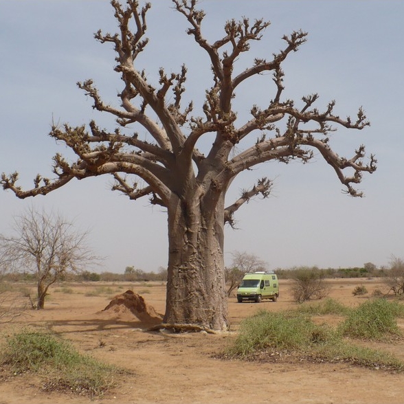 Baobab au Sahel